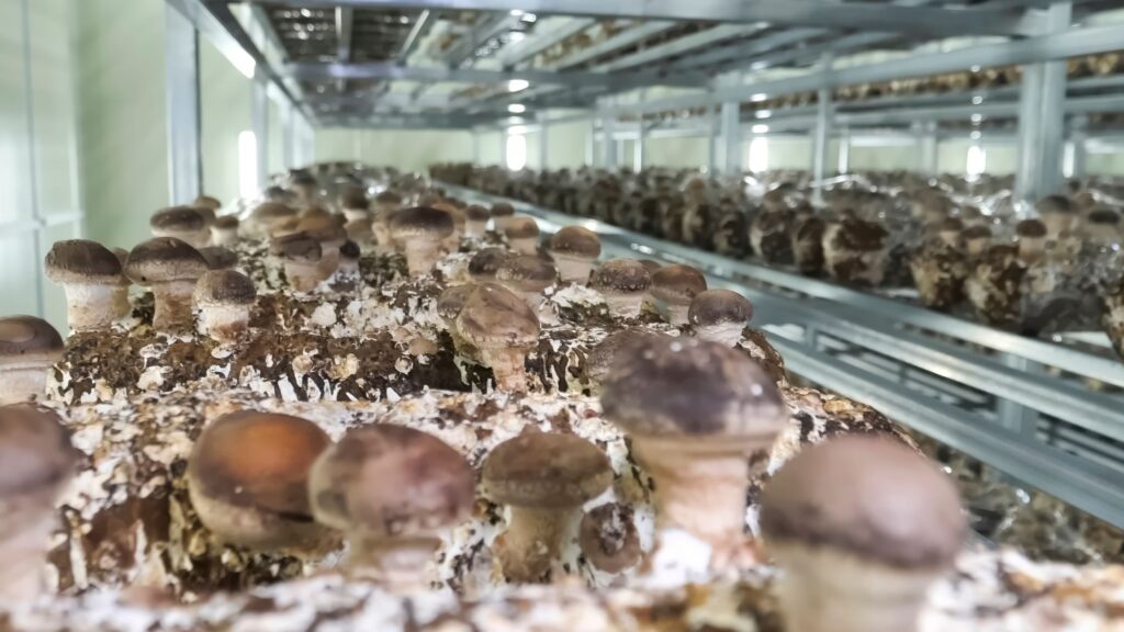 How to Build Income from Mushroom Farming