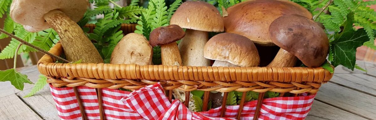 How to Build Income from Mushroom Farming