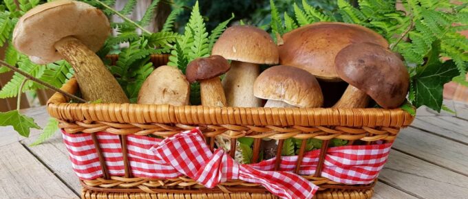 How to Build Income from Mushroom Farming