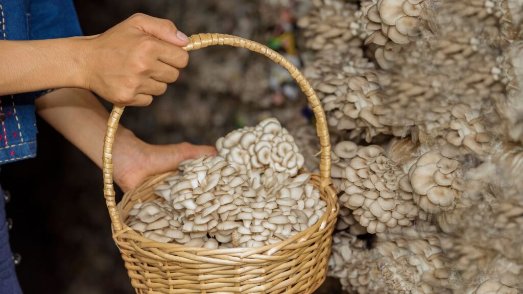 Mushroom Farming Business