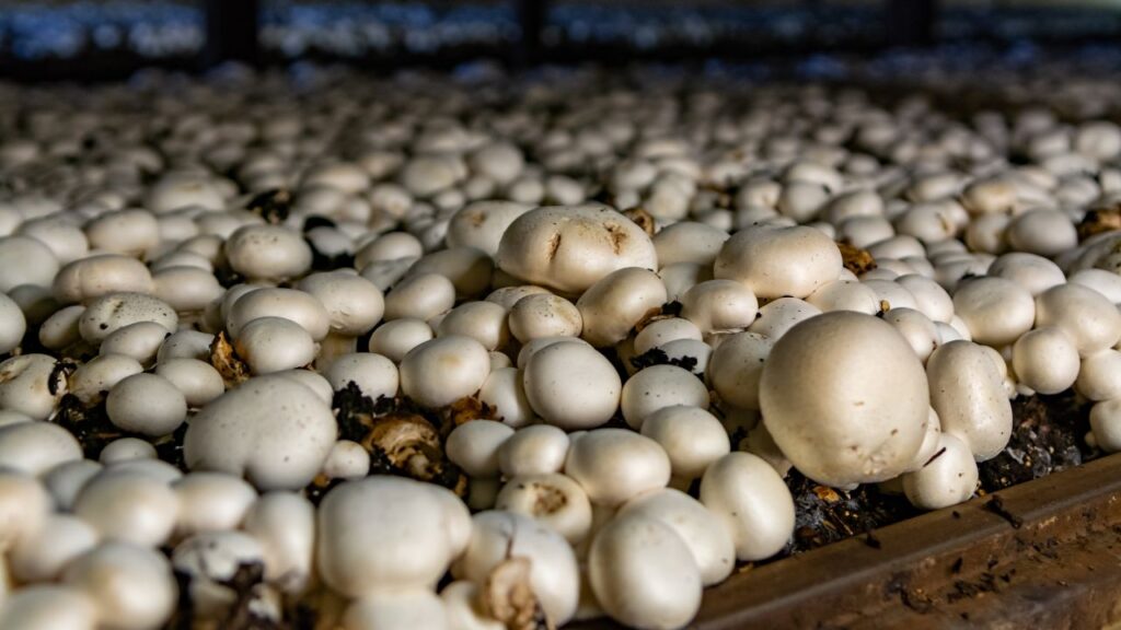 Mushroom Farming Business in India