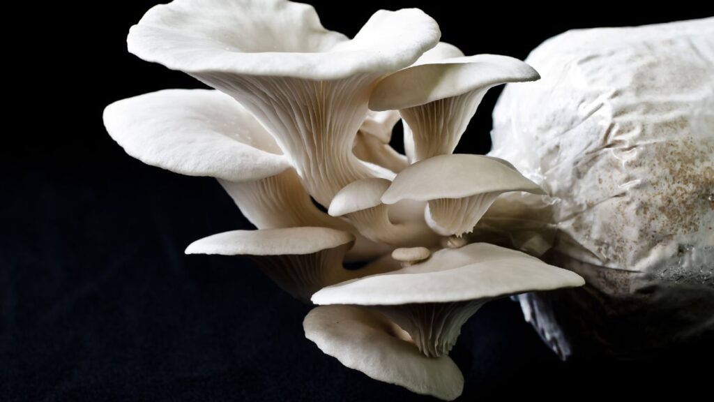Oyster Mushroom