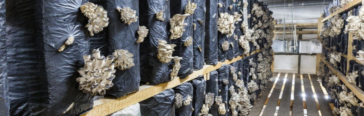 Mushroom Farming Business: Real Profit or Hype?