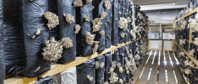 Profit potential of the Mushroom Farming Business