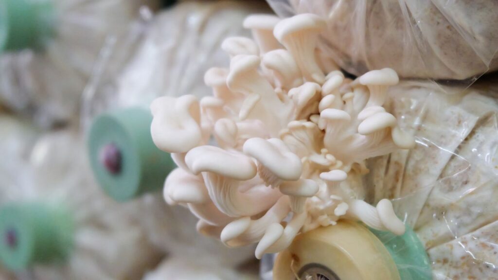 Profitable Mushroom Farming Business