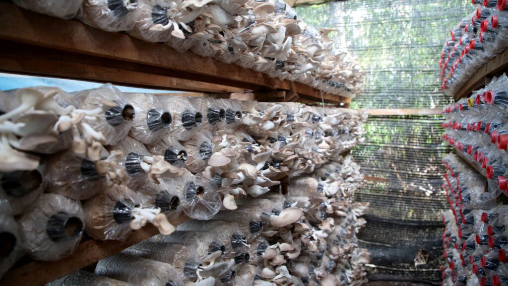 small room indoor farming mushroom setup